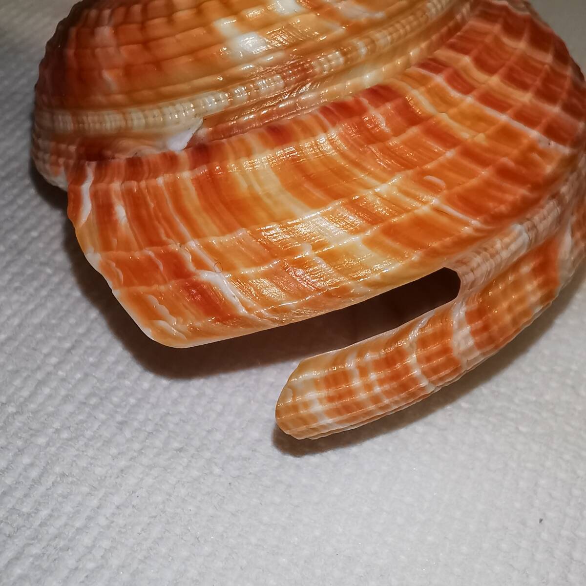 貝 標本 貝殻◇ オキナエビス 貝(翁戎貝) 殼高58mm、殼底幅58mm /蓋付