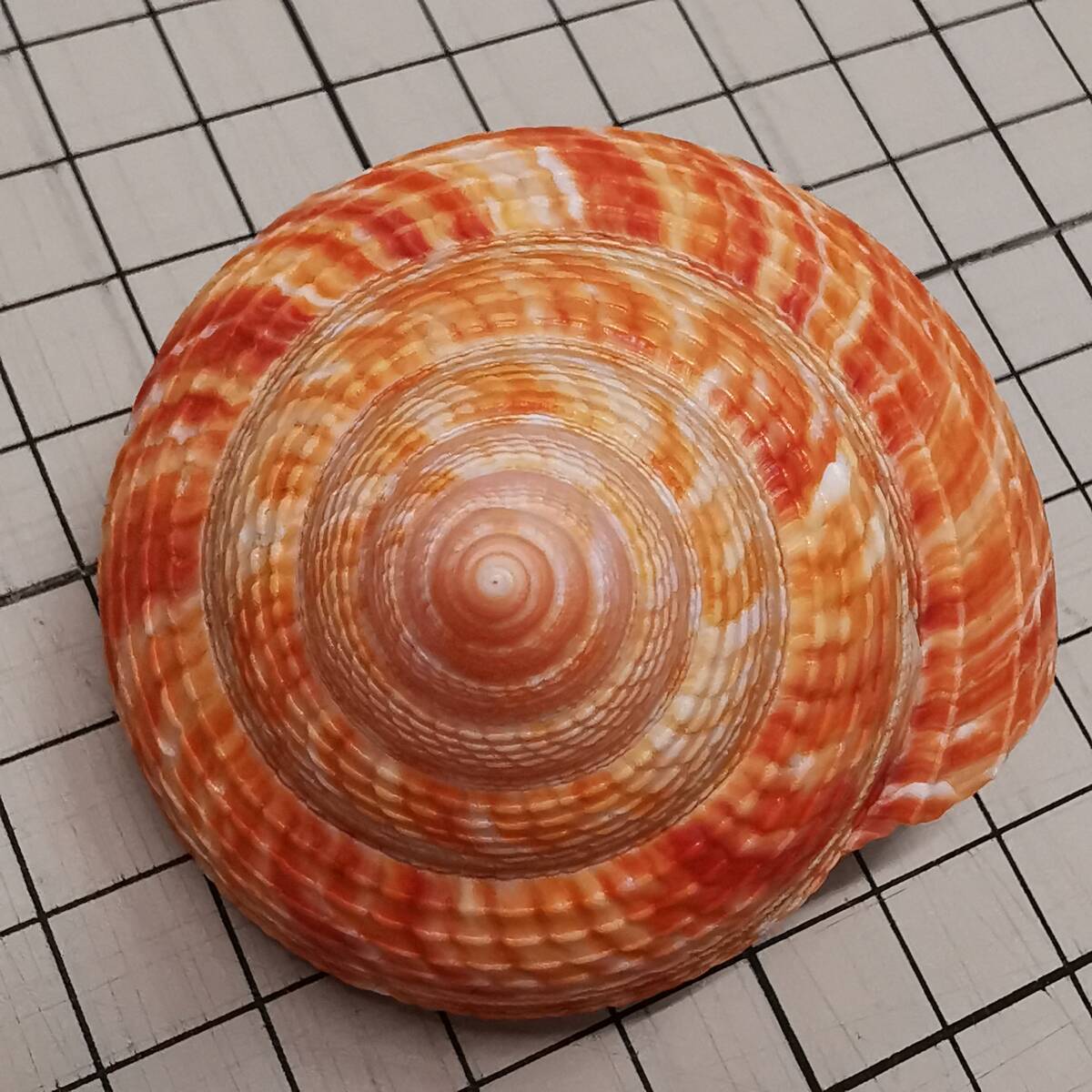 貝 標本 貝殻◇ オキナエビス 貝(翁戎貝) 殼高58mm、殼底幅58mm /蓋付