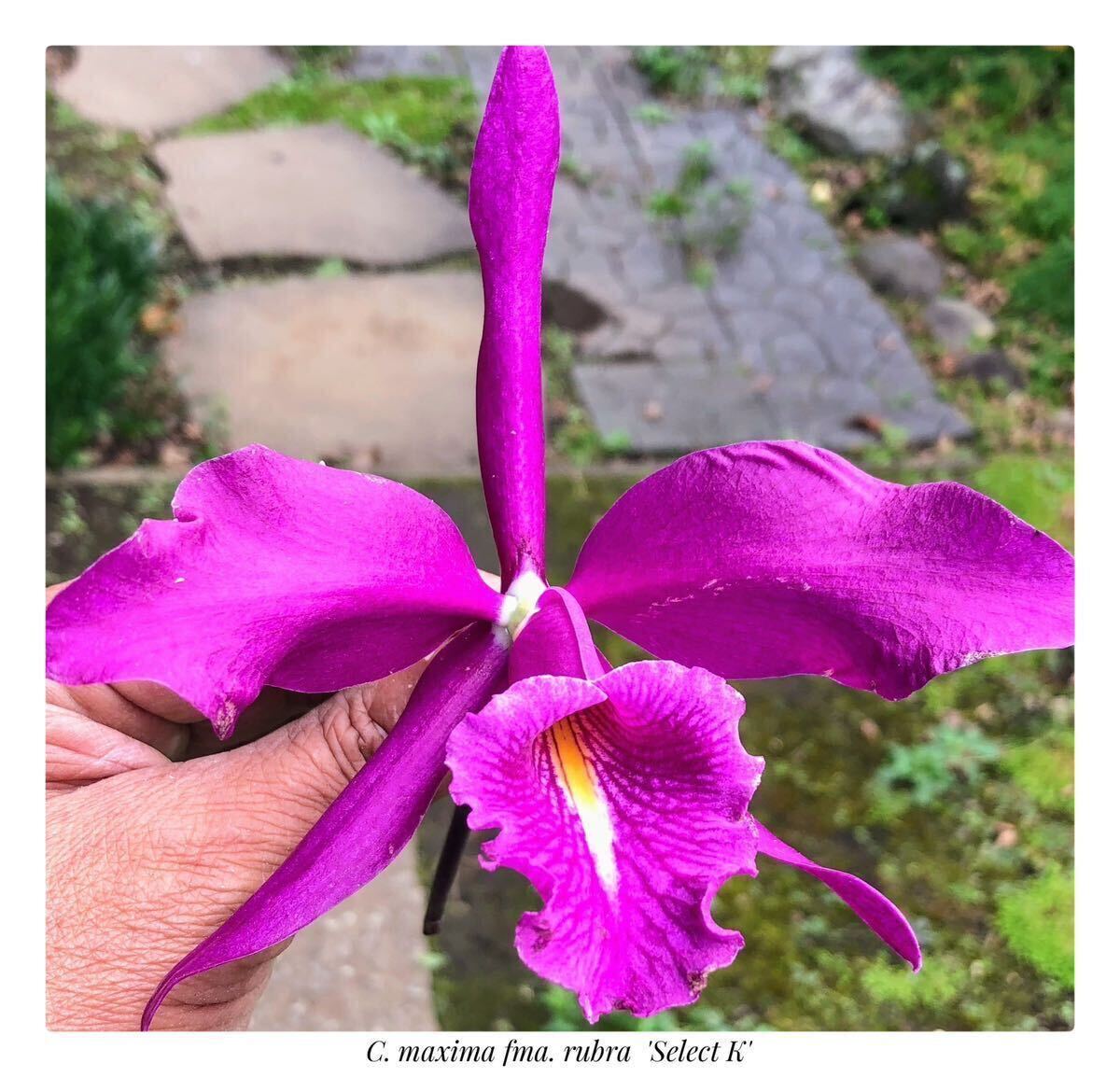 洋蘭カトレア原種(オリジナル株) C.maxima fma.rubra ‘Select K’_1