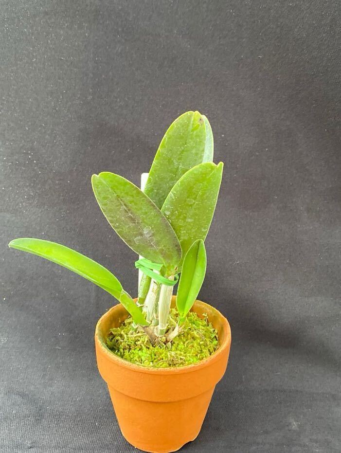 洋蘭カトレア原種(オリジナル株) C.maxima fma.rubra ‘Select K’_2