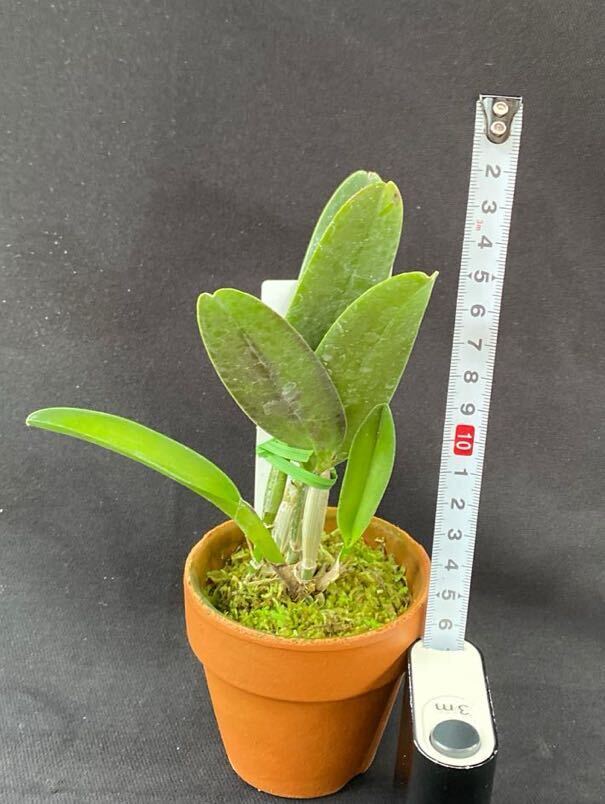 洋蘭カトレア原種(オリジナル株) C.maxima fma.rubra ‘Select K’_3