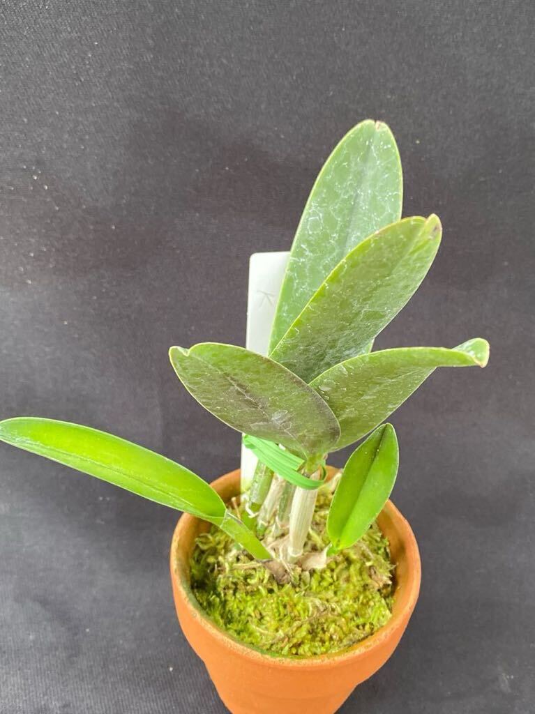 洋蘭カトレア原種(オリジナル株) C.maxima fma.rubra ‘Select K’_4