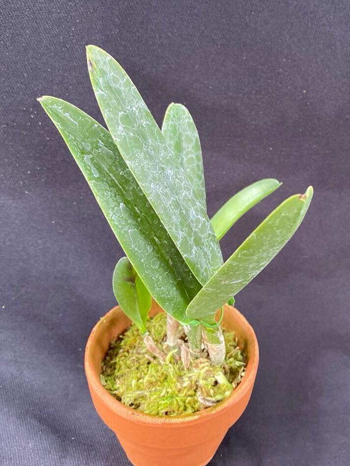 洋蘭カトレア原種(オリジナル株) C.maxima fma.rubra ‘Select K’_5