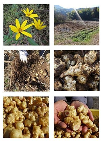 即決価格★ イヌリンのちから 菊芋の粒 （180粒）3個組_2