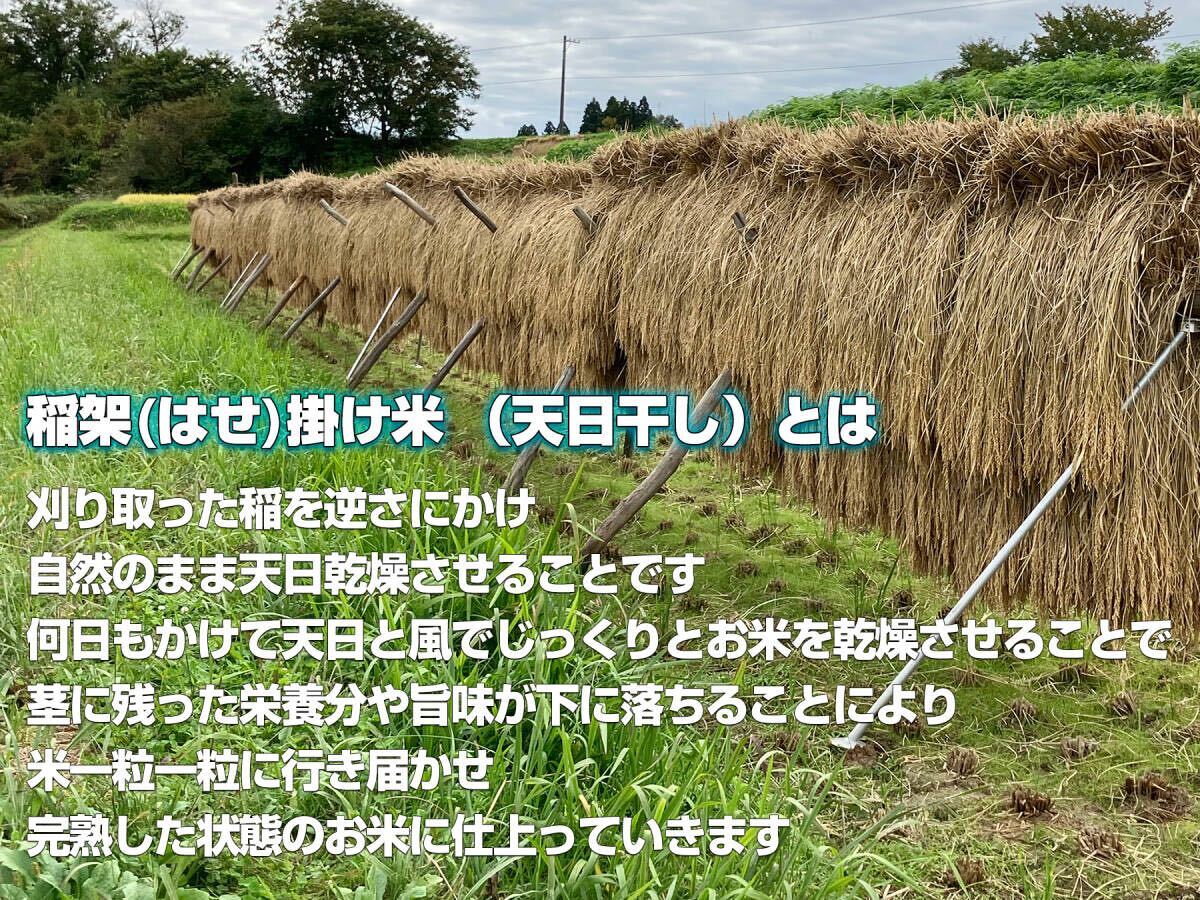 【新米】令和６年度 昔ながらの「稲架(はさ)掛け米」天日干し 岩手県産 ササニシキ 玄米 20Kg 送料無料 ★_2