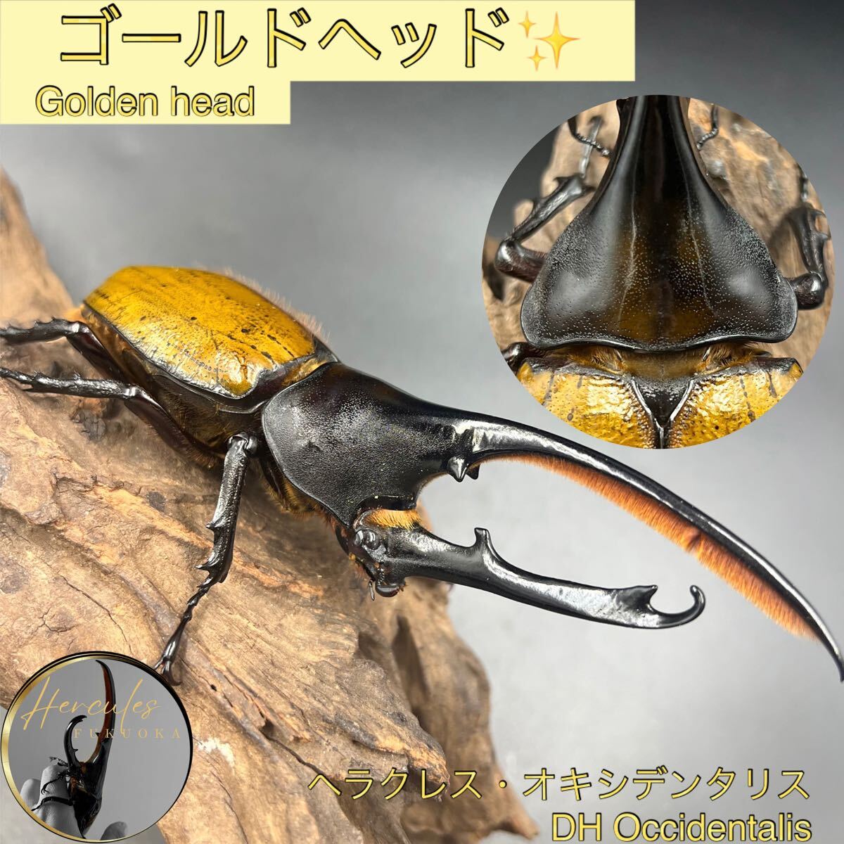 【ゴールドヘッド】ヘラクレス・オキシデンタリス♂単146mm ヘラクレス カブトムシ ヘラクレスオオカブト_1