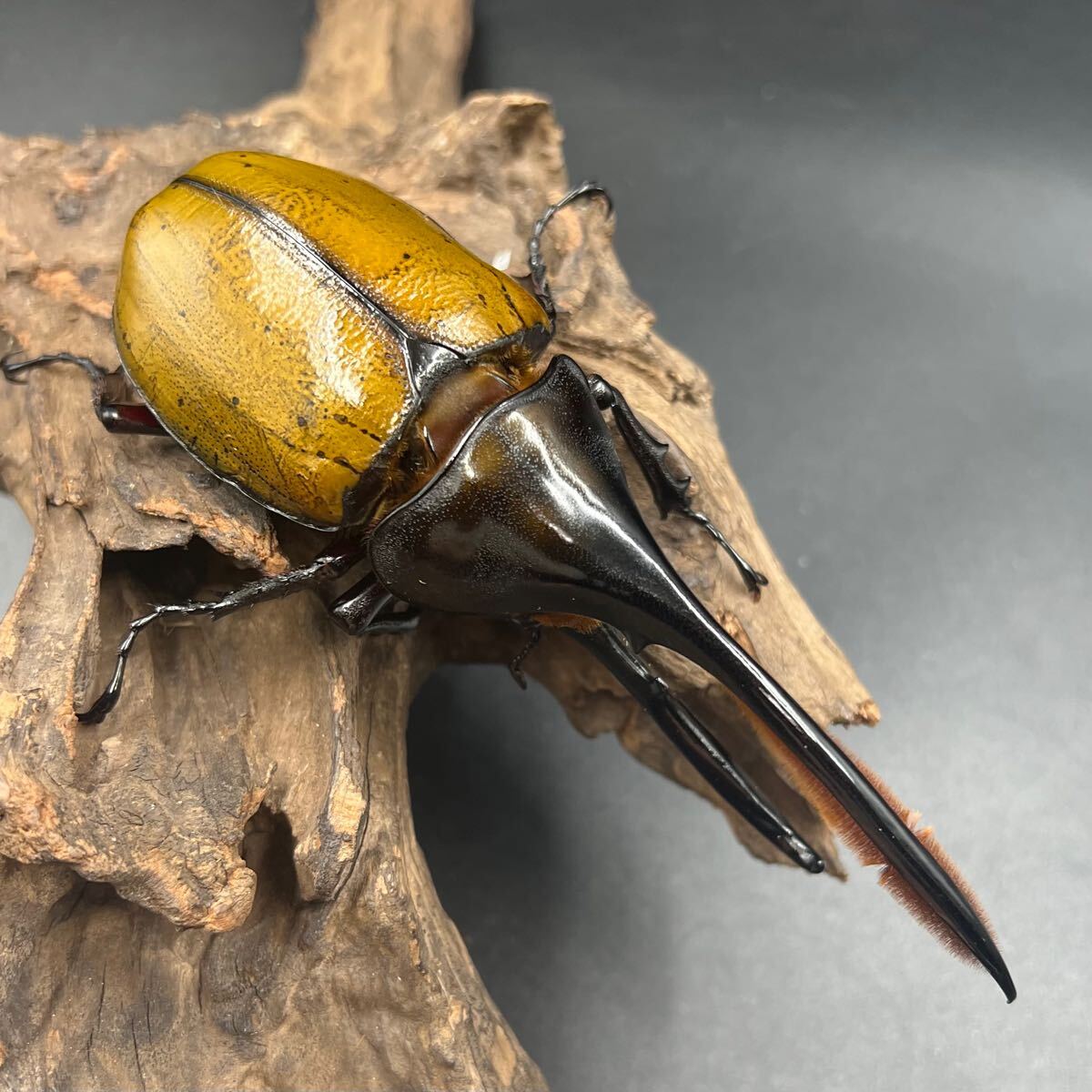 【ゴールドヘッド】ヘラクレス・オキシデンタリス♂単146mm ヘラクレス カブトムシ ヘラクレスオオカブト_2