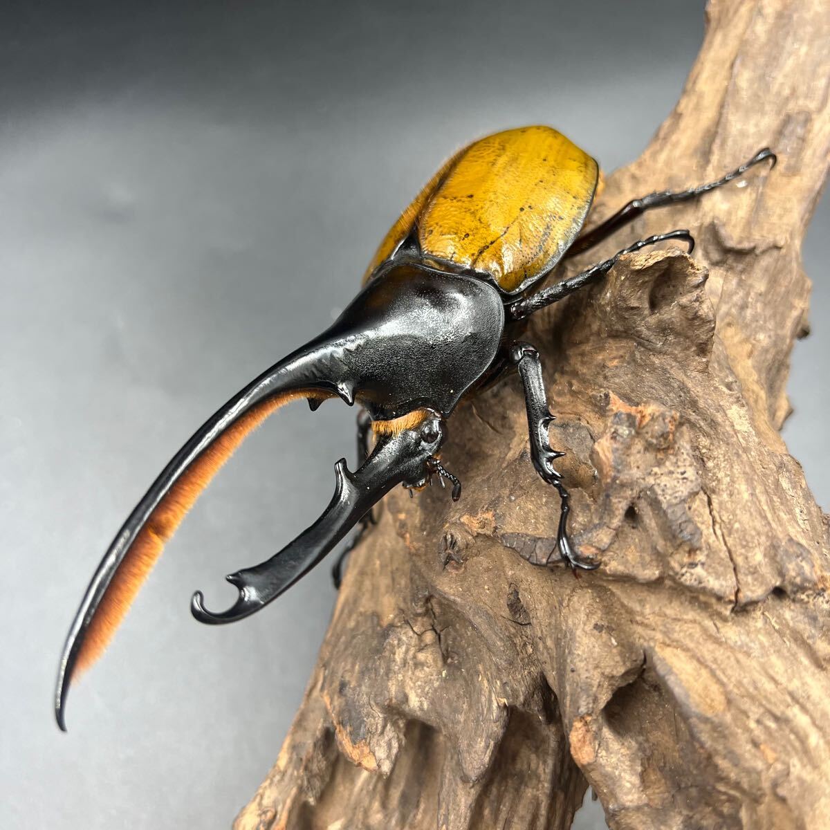 【ゴールドヘッド】ヘラクレス・オキシデンタリス♂単146mm ヘラクレス カブトムシ ヘラクレスオオカブト_3