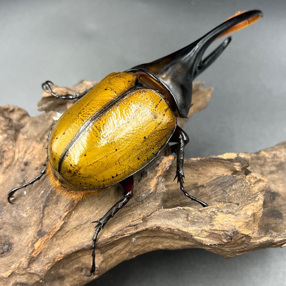 【ゴールドヘッド】ヘラクレス・オキシデンタリス♂単146mm ヘラクレス カブトムシ ヘラクレスオオカブト_4