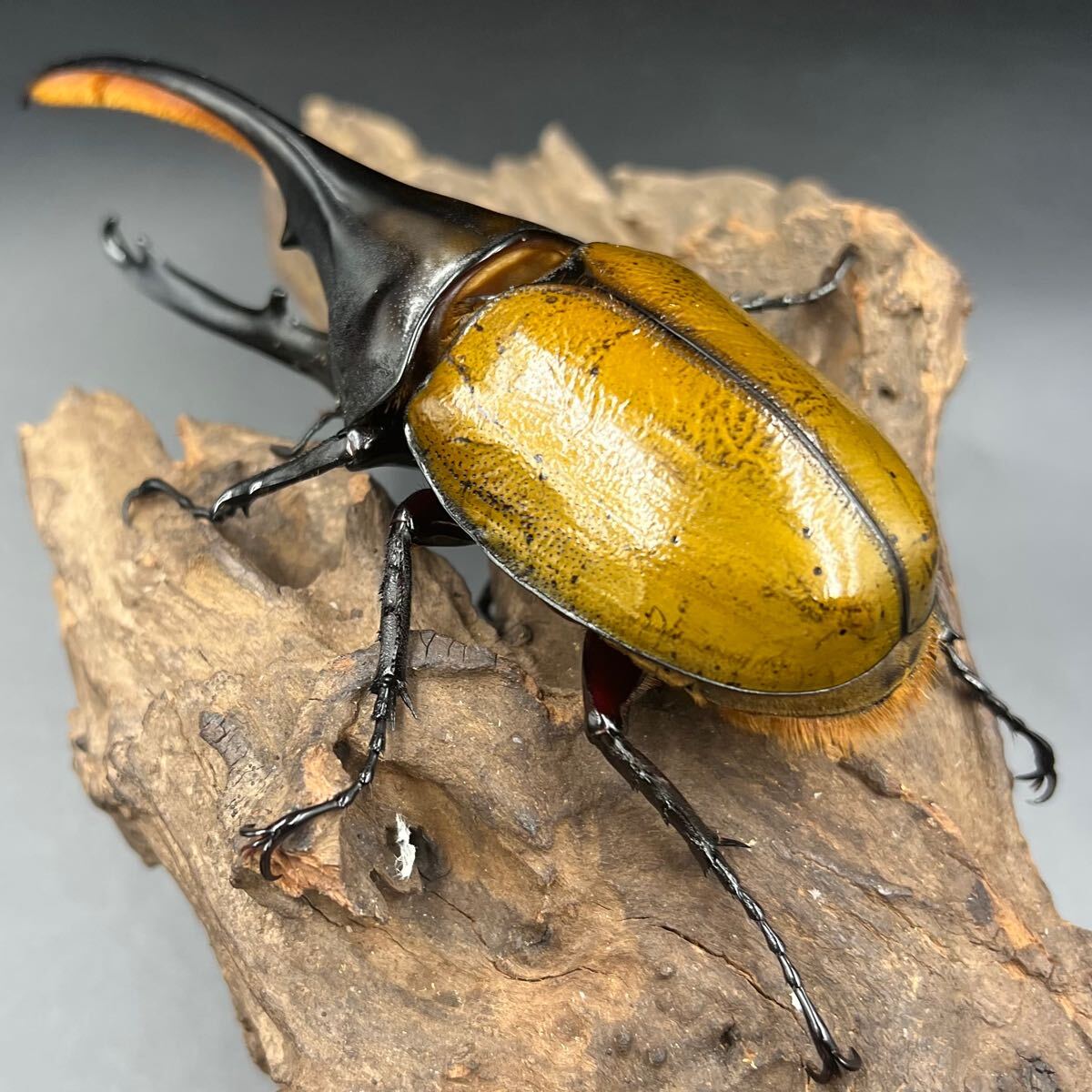 【ゴールドヘッド】ヘラクレス・オキシデンタリス♂単146mm ヘラクレス カブトムシ ヘラクレスオオカブト_5