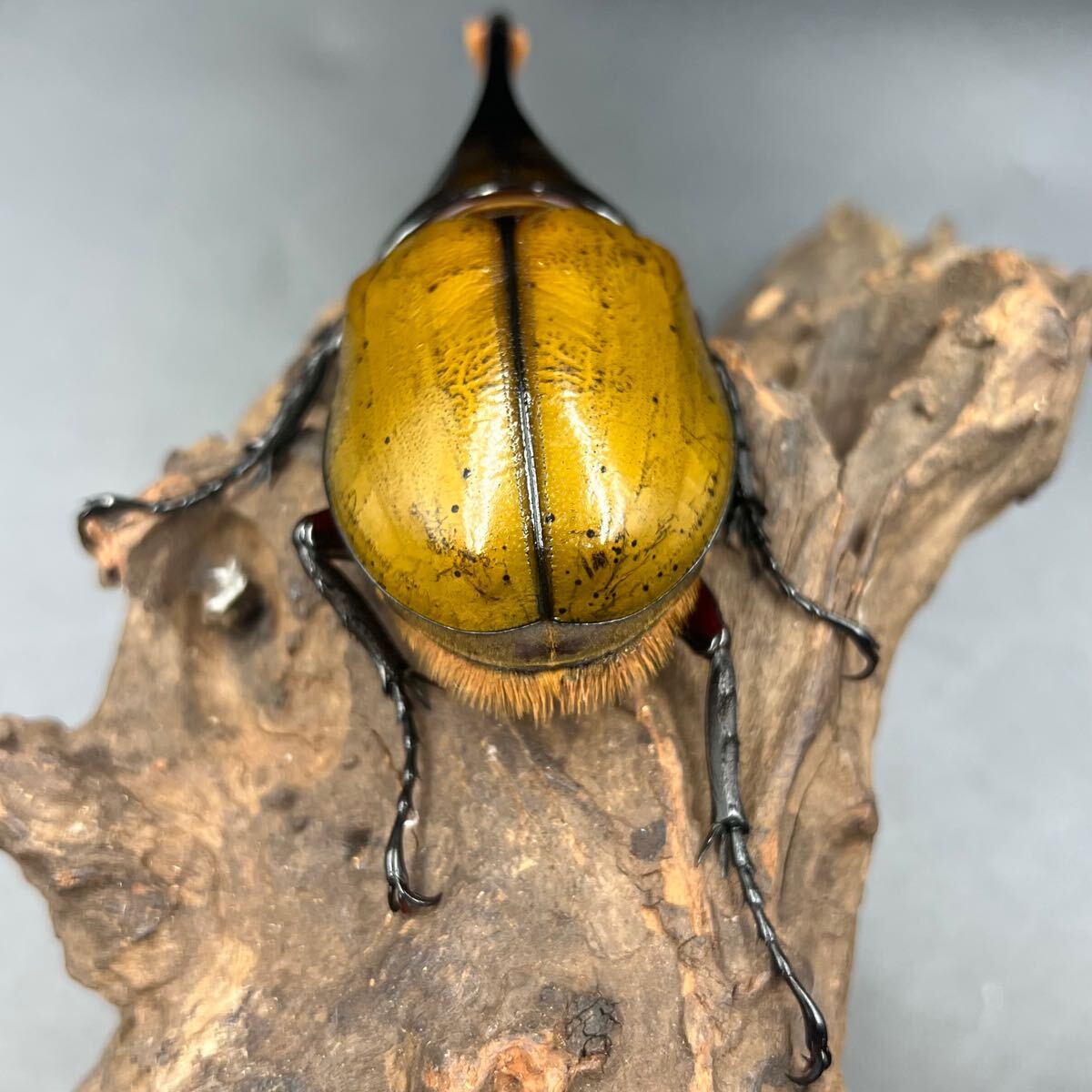 【ゴールドヘッド】ヘラクレス・オキシデンタリス♂単146mm ヘラクレス カブトムシ ヘラクレスオオカブト_6