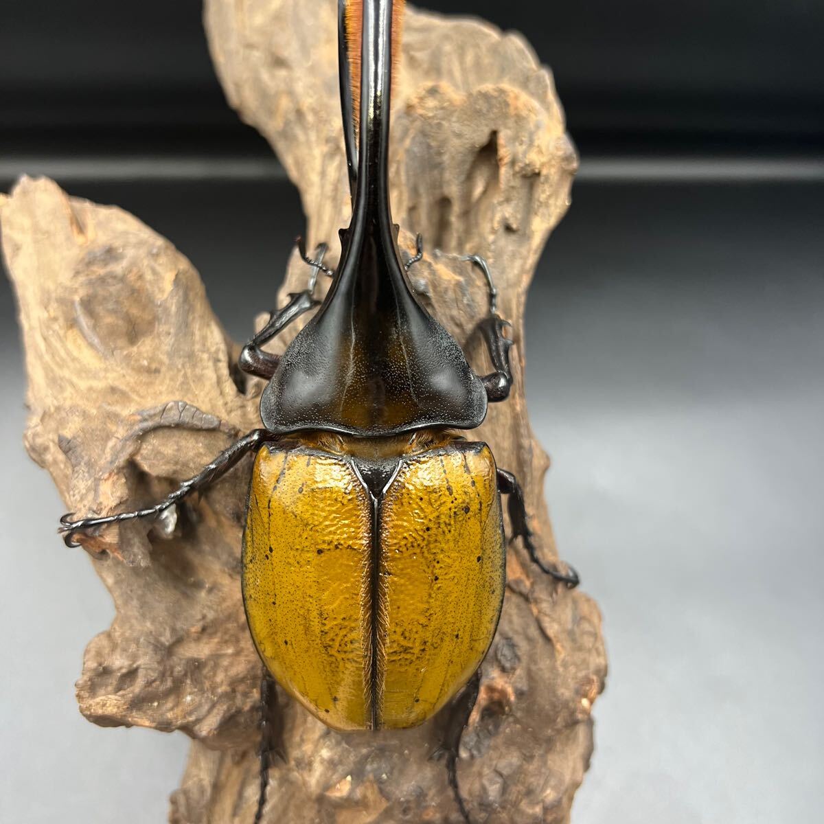 【ゴールドヘッド】ヘラクレス・オキシデンタリス♂単146mm ヘラクレス カブトムシ ヘラクレスオオカブト_7