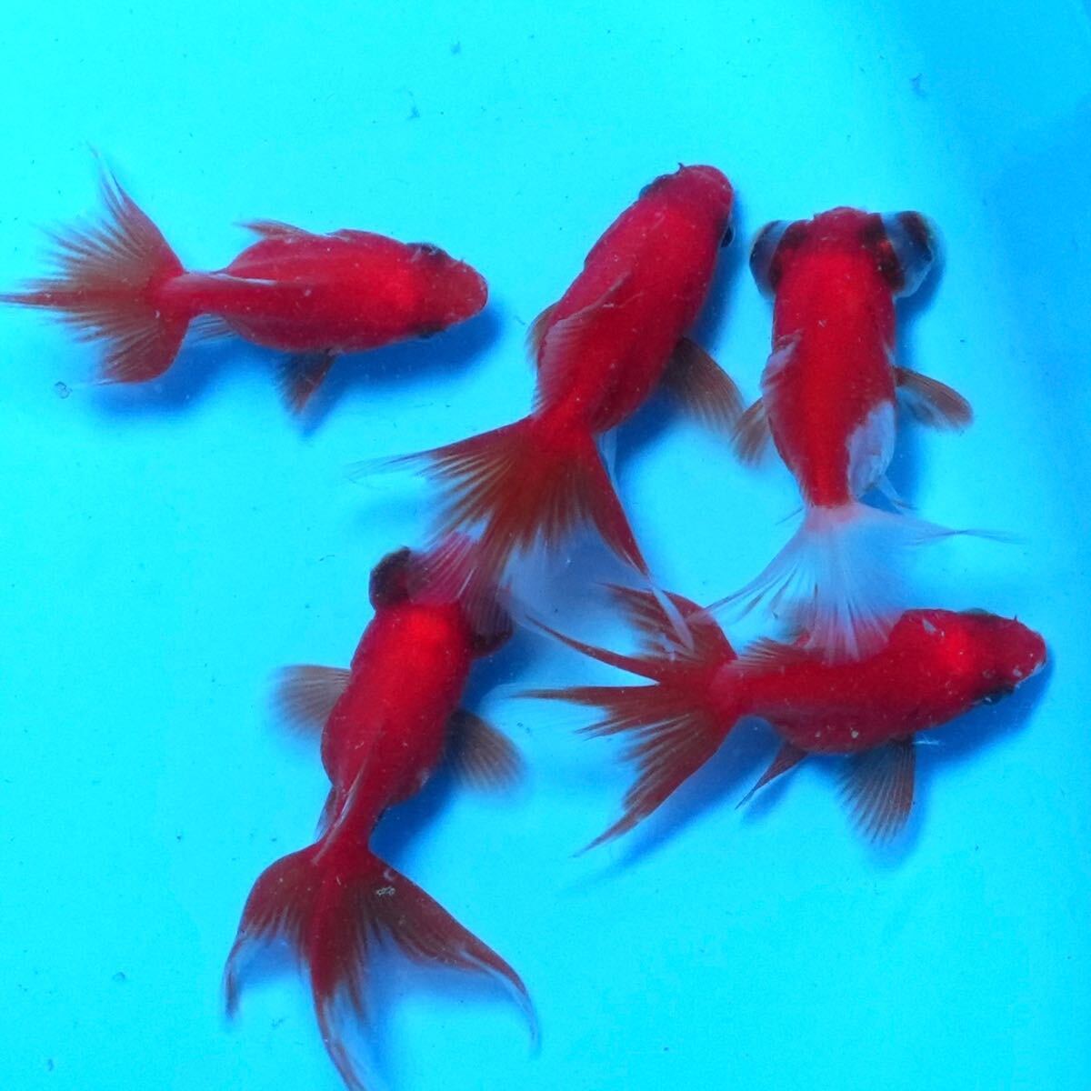 【特選個体】もみじ琉金［2匹出目個体］計5匹　約5センチ　きんぎょ　金魚_2