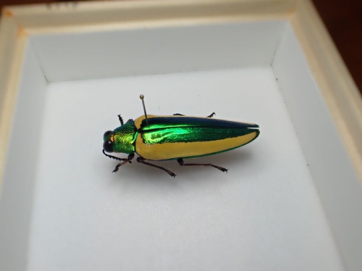 特選 キベリルリタマムシ 極美麗品 巨大(外国産)｜売買された