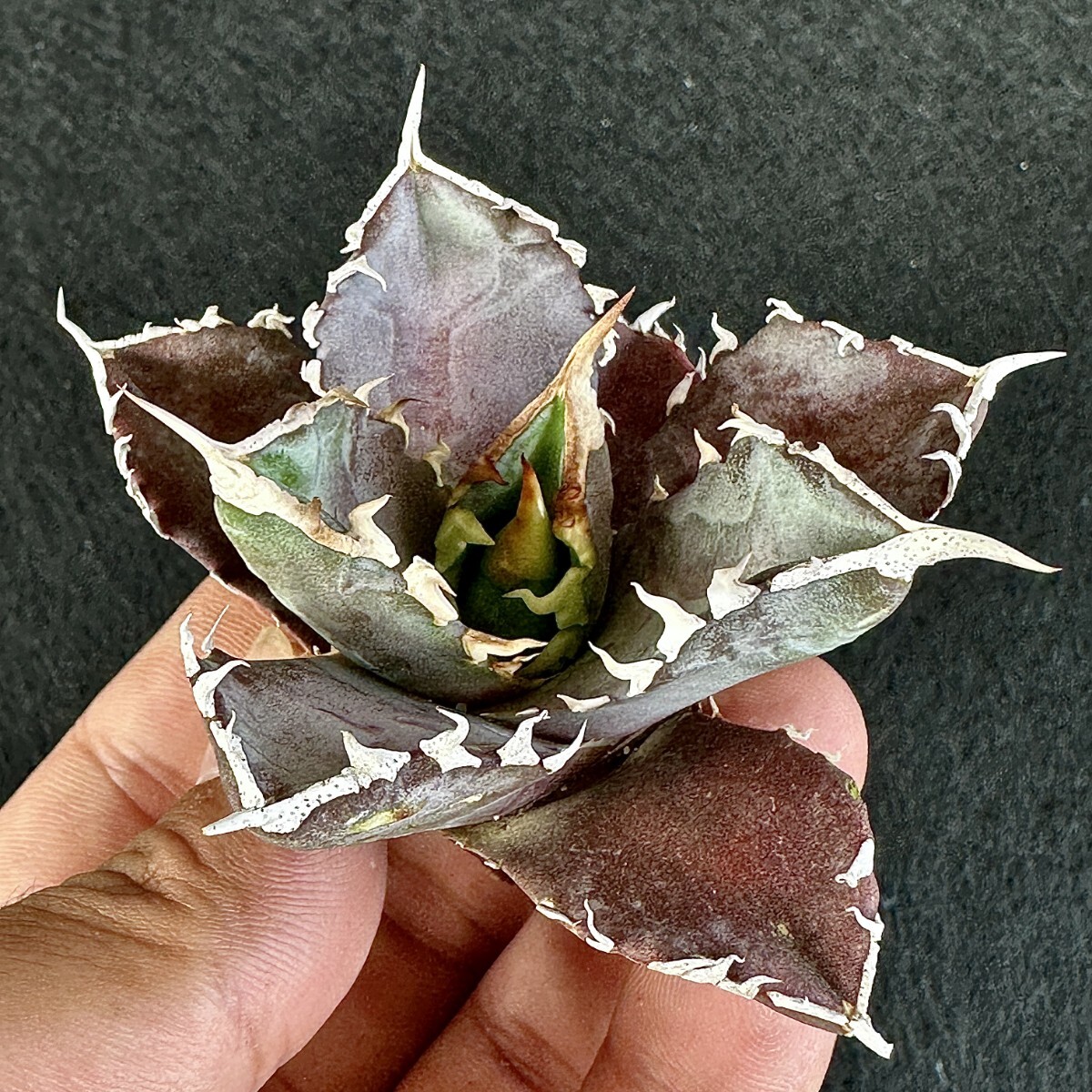 台湾産新種！超希少チタノタ】 アガベ チタノタ 紅獅 Agave titanota