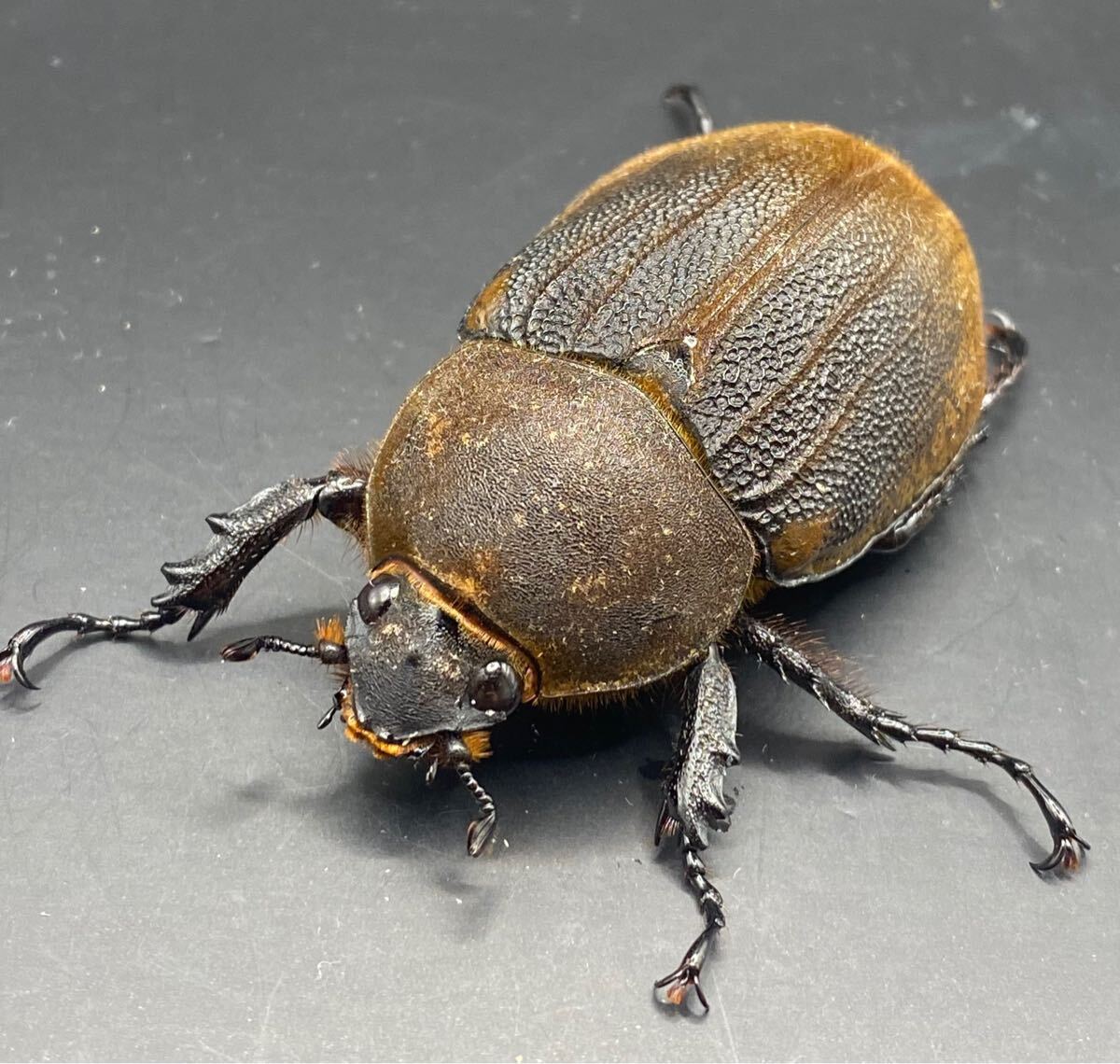 ヘラクレス | エクアトリアヌス 檸檬エクア ♂1 成虫 Yahoo