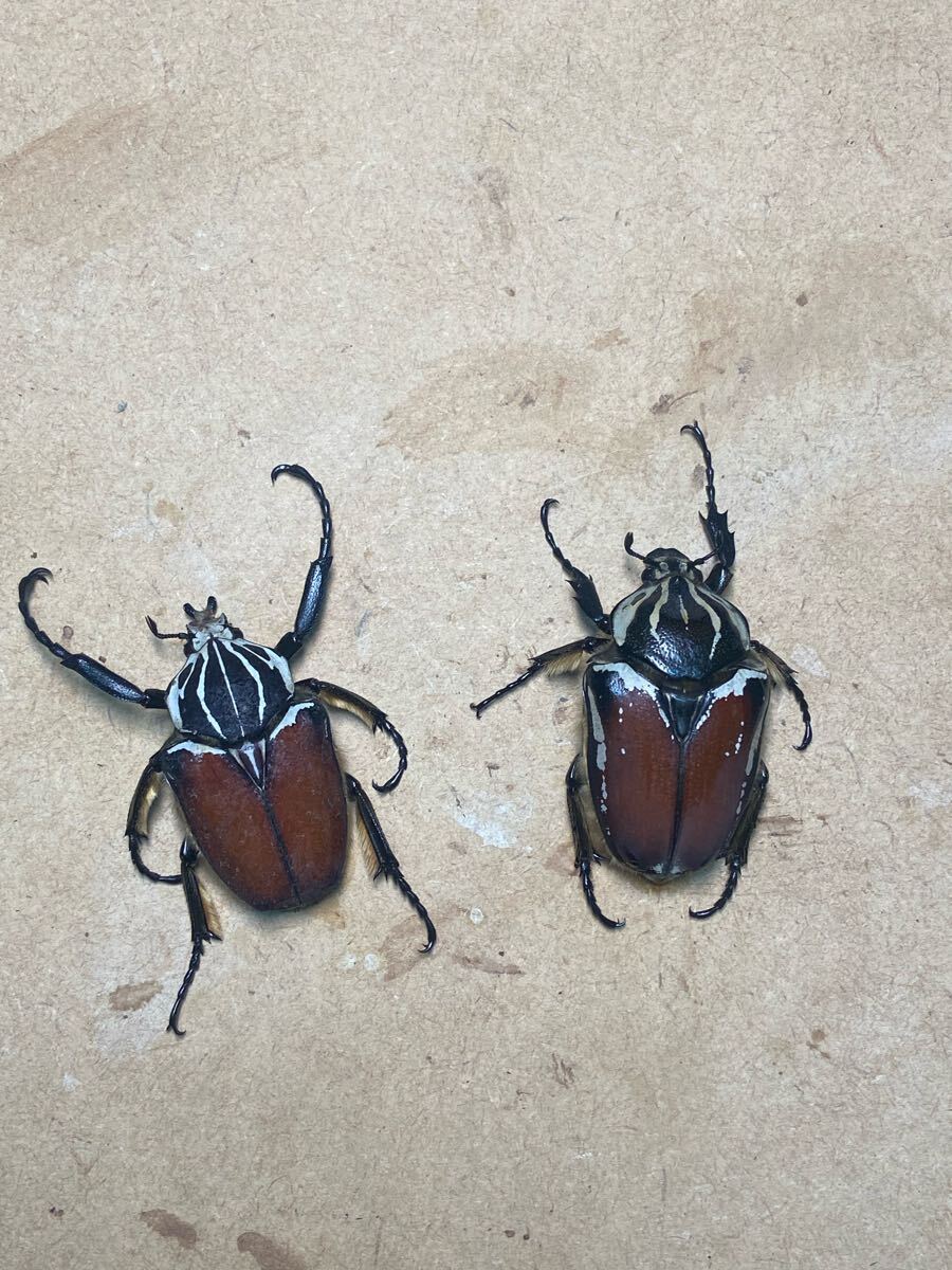 2294 中国湖北省産 イボカブリモドキ ssp. xianfengensis A1標本