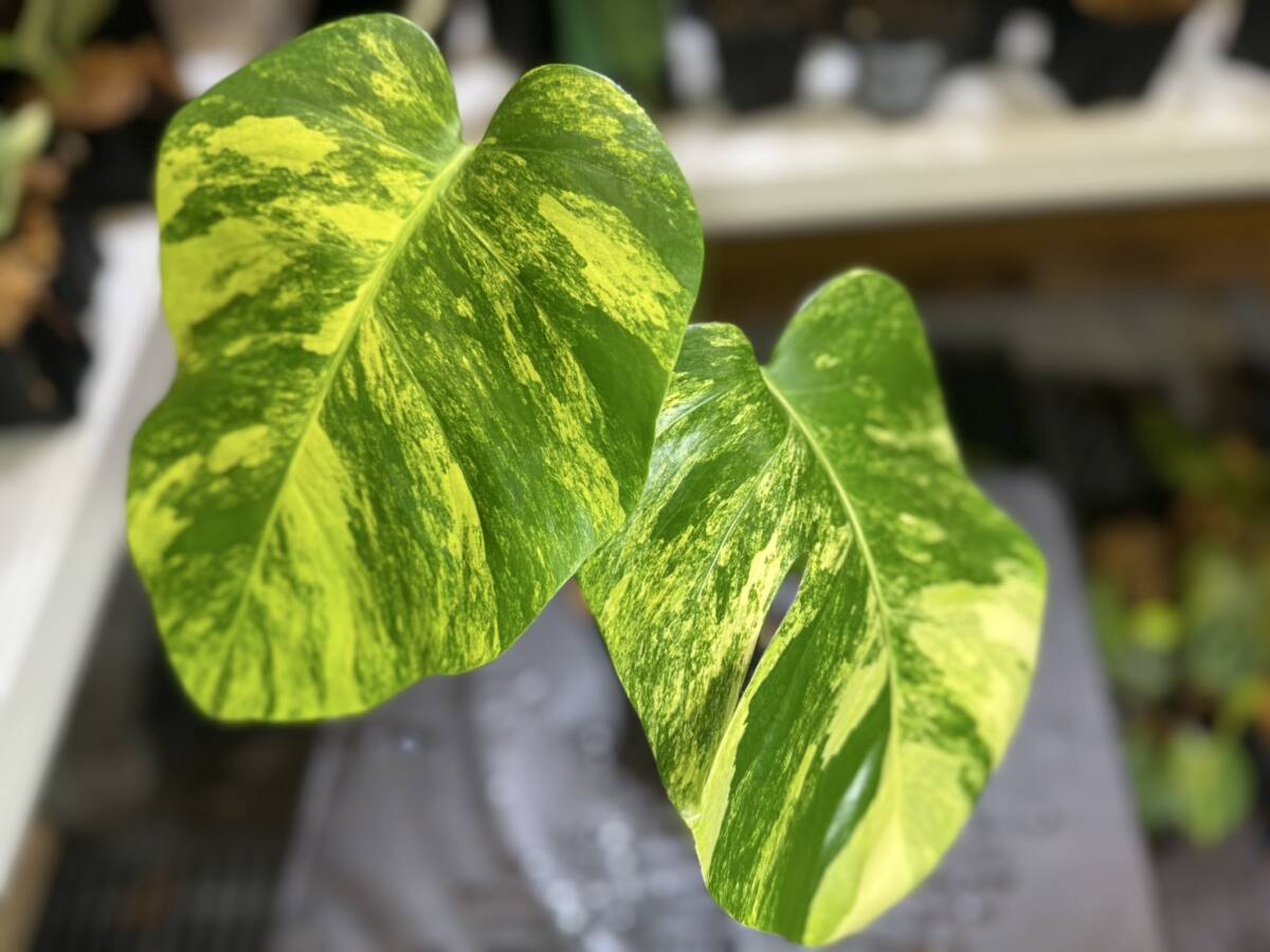 写真現物】モンステラ ボルシギアナ イエローマリリン Monstera