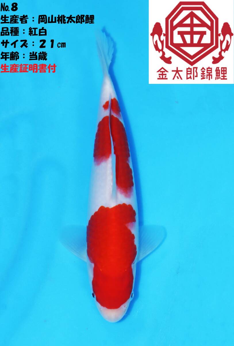 ◇革命鯉◇ №9【ヤフオク盛り上げ企画！！】 最高峰のブランド鯉