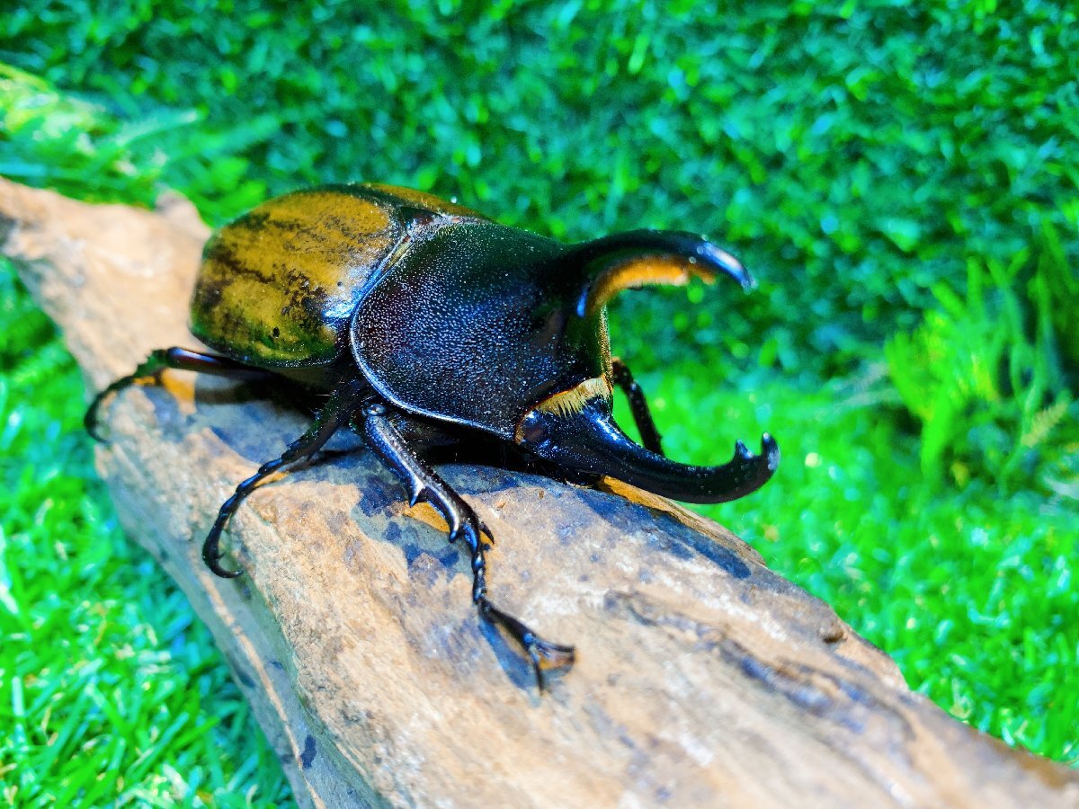 ★★幼虫★★ヘラクレス・レイディ★3匹セット★11月孵化★きょうだい★種親胸角立派★ＨＤラボ★★_1