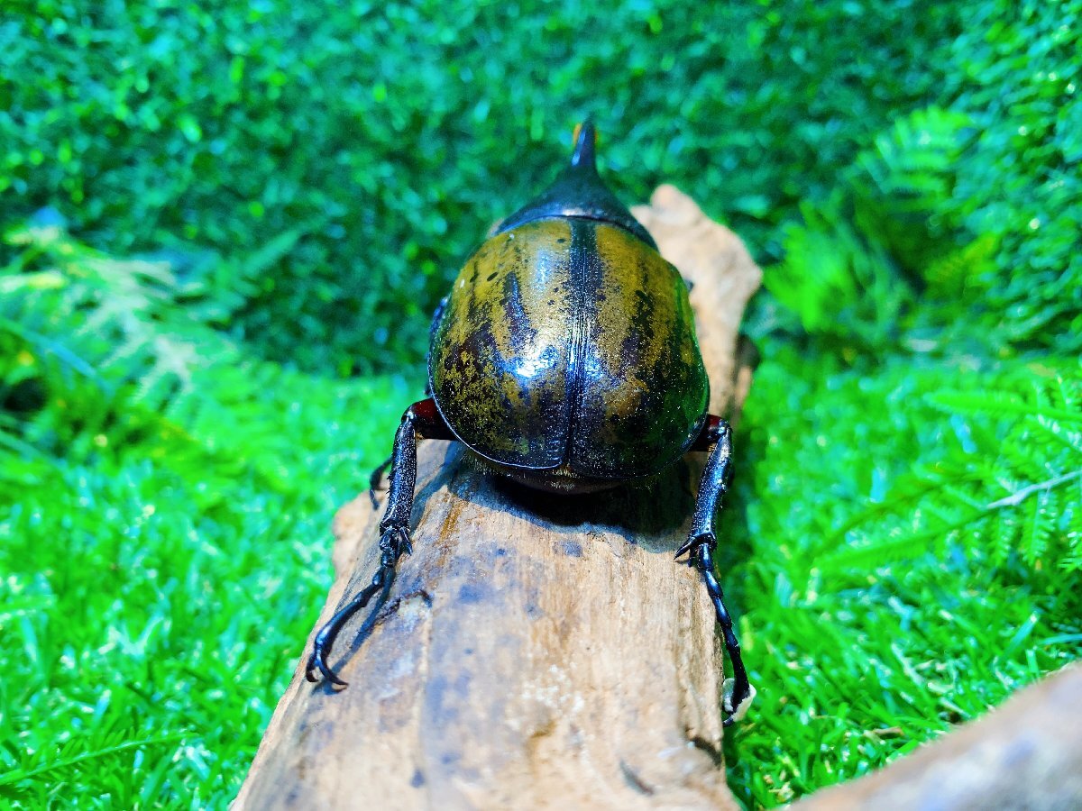 ★★幼虫★★ヘラクレス・レイディ★3匹セット★11月孵化★きょうだい★種親胸角立派★ＨＤラボ★★_3