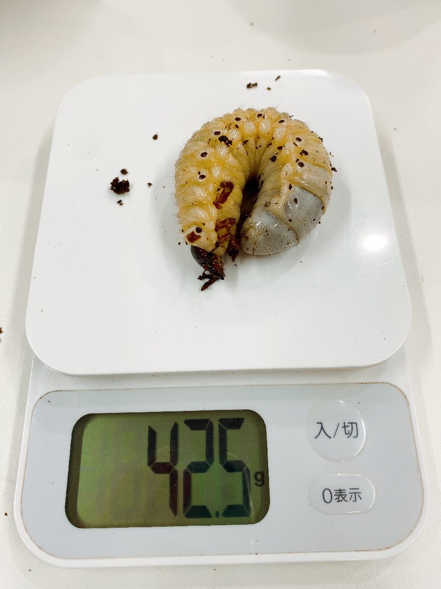 ★★幼虫★★ヘラクレス・レイディ★3匹セット★11月孵化★きょうだい★種親胸角立派★ＨＤラボ★★_4