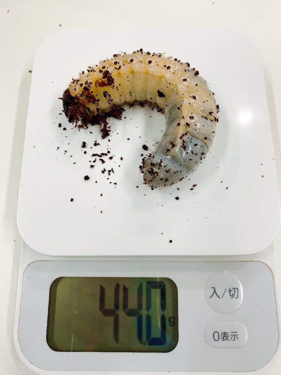 ★★幼虫★★ヘラクレス・レイディ★3匹セット★11月孵化★きょうだい★種親胸角立派★ＨＤラボ★★_6