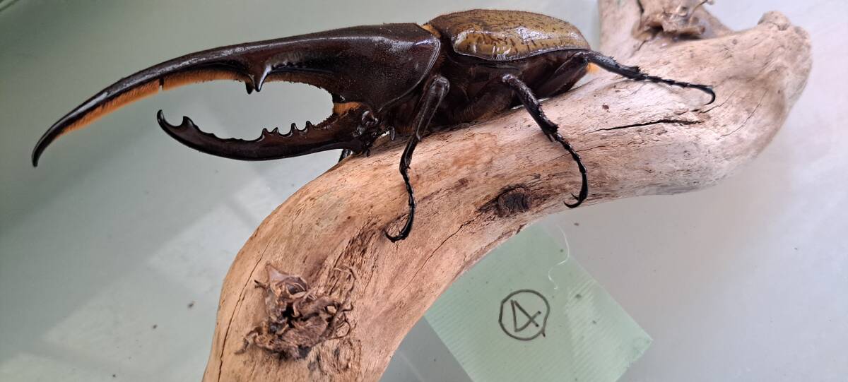 ヘラクレスオオカブト④　単品即戦力　♂　147㎜１匹　後食済_1
