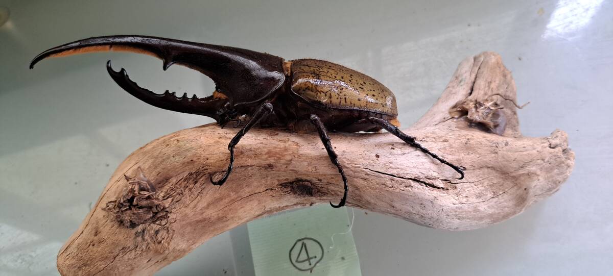 ヘラクレスオオカブト④　単品即戦力　♂　147㎜１匹　後食済_2