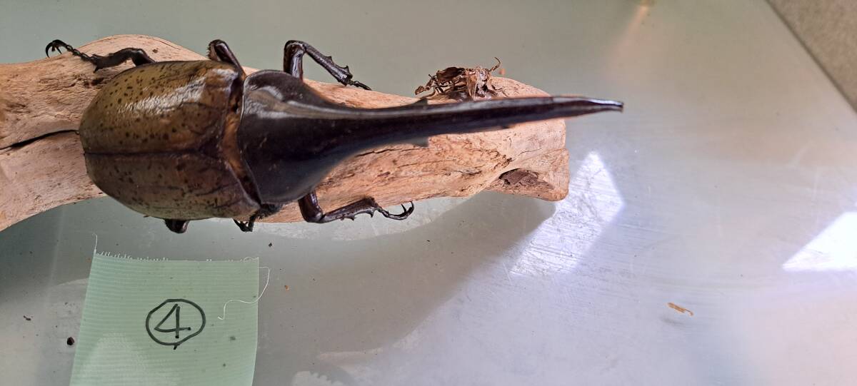 ヘラクレスオオカブト④　単品即戦力　♂　147㎜１匹　後食済_3