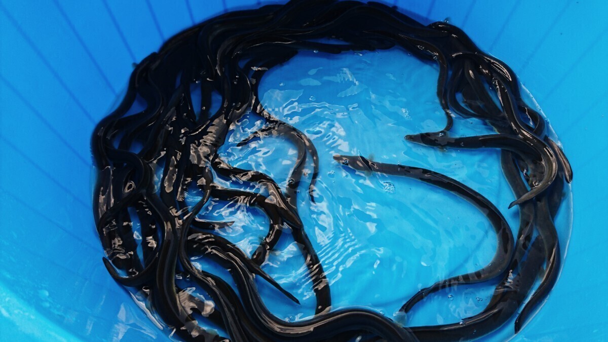 うなぎ　岡山産活うなぎ　30cmくらい　１キロあたり10匹から15匹平均_2