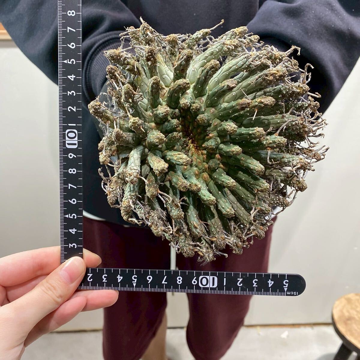 F22 Euphorbia fusca ユーフォルビア フスカ 現地球 検(グラキリス