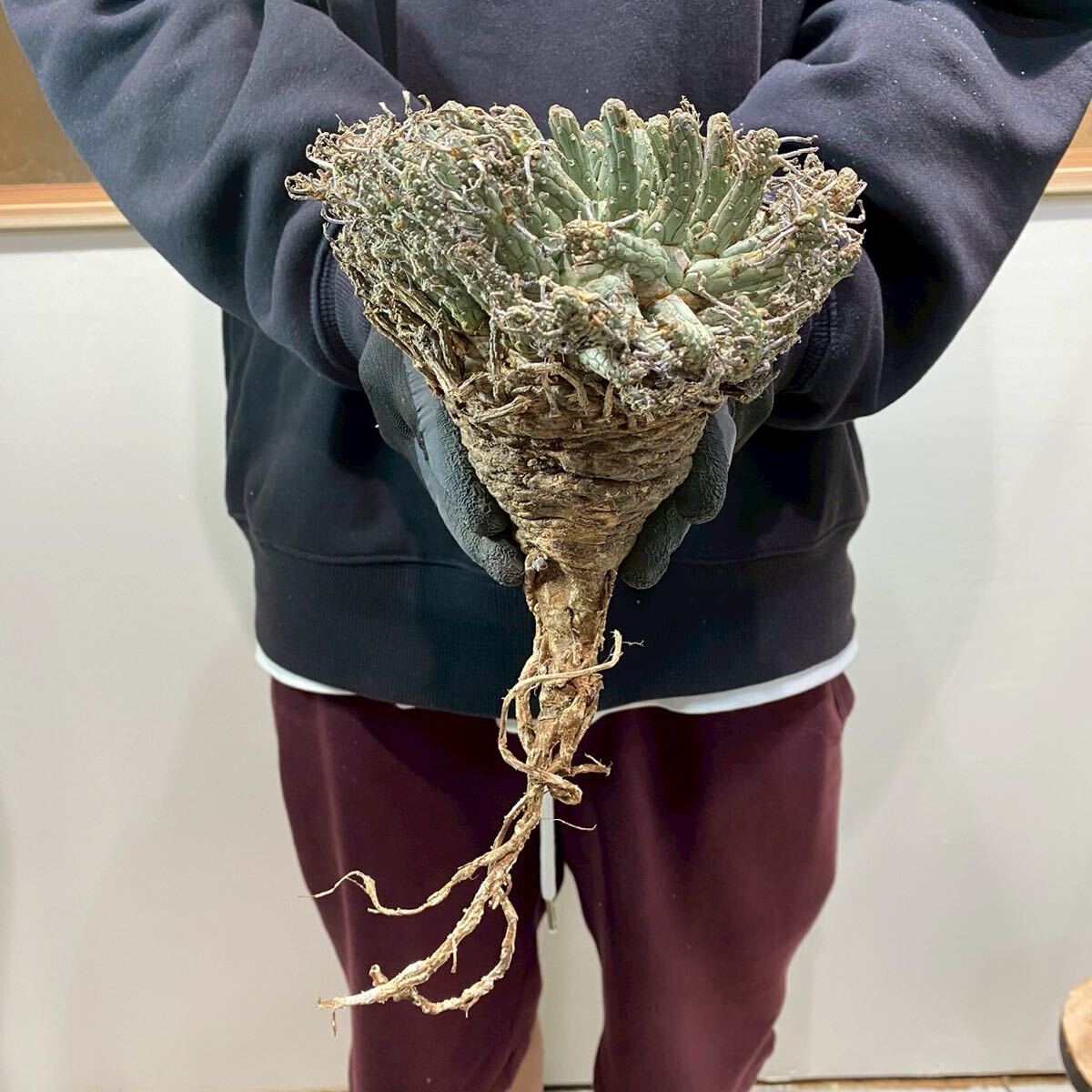 F22 Euphorbia fusca ユーフォルビア フスカ 現地球 検(グラキリス