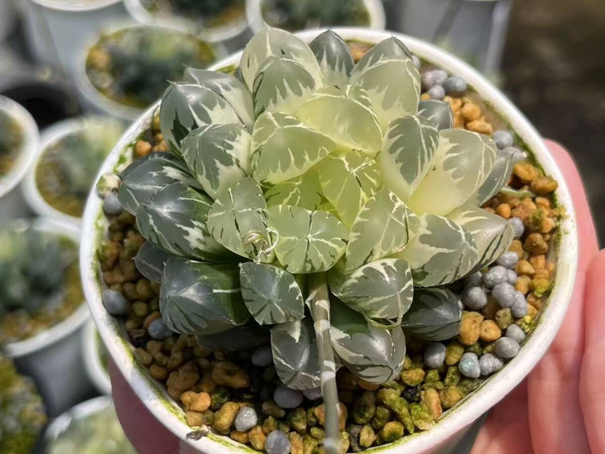 G40 多肉植物 ハオルチア ハオルシア 水晶灯 糊斑 斑入り 鮮明錦 極上