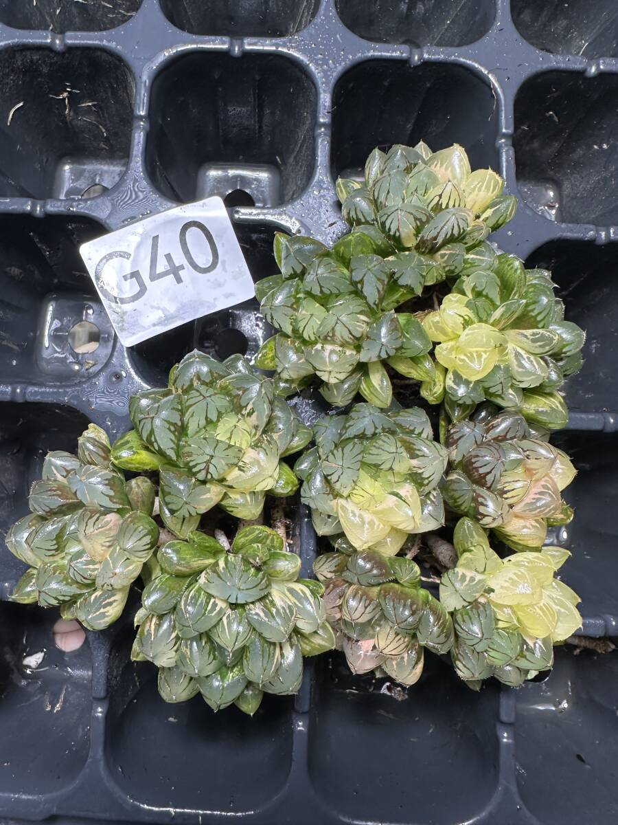 G40 多肉植物 ハオルチア ハオルシア 水晶灯 糊斑 斑入り 鮮明錦 極上