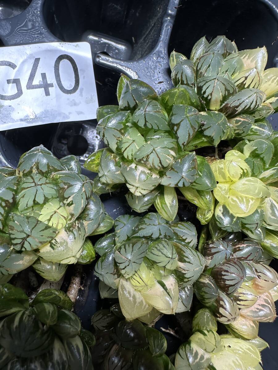 G40 多肉植物 ハオルチア ハオルシア 水晶灯 糊斑 斑入り 鮮明錦 極上