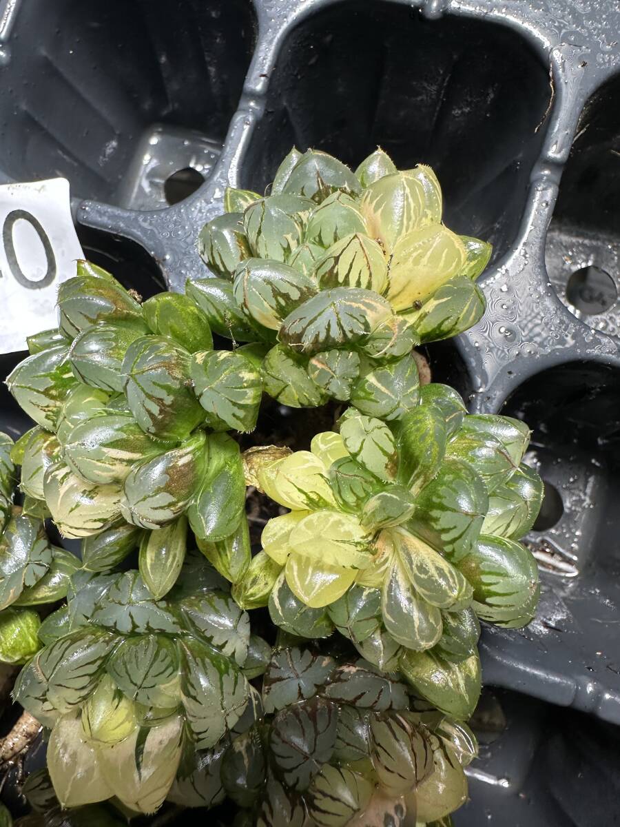 G40 多肉植物 ハオルチア ハオルシア 水晶灯 糊斑 斑入り 鮮明錦 極上
