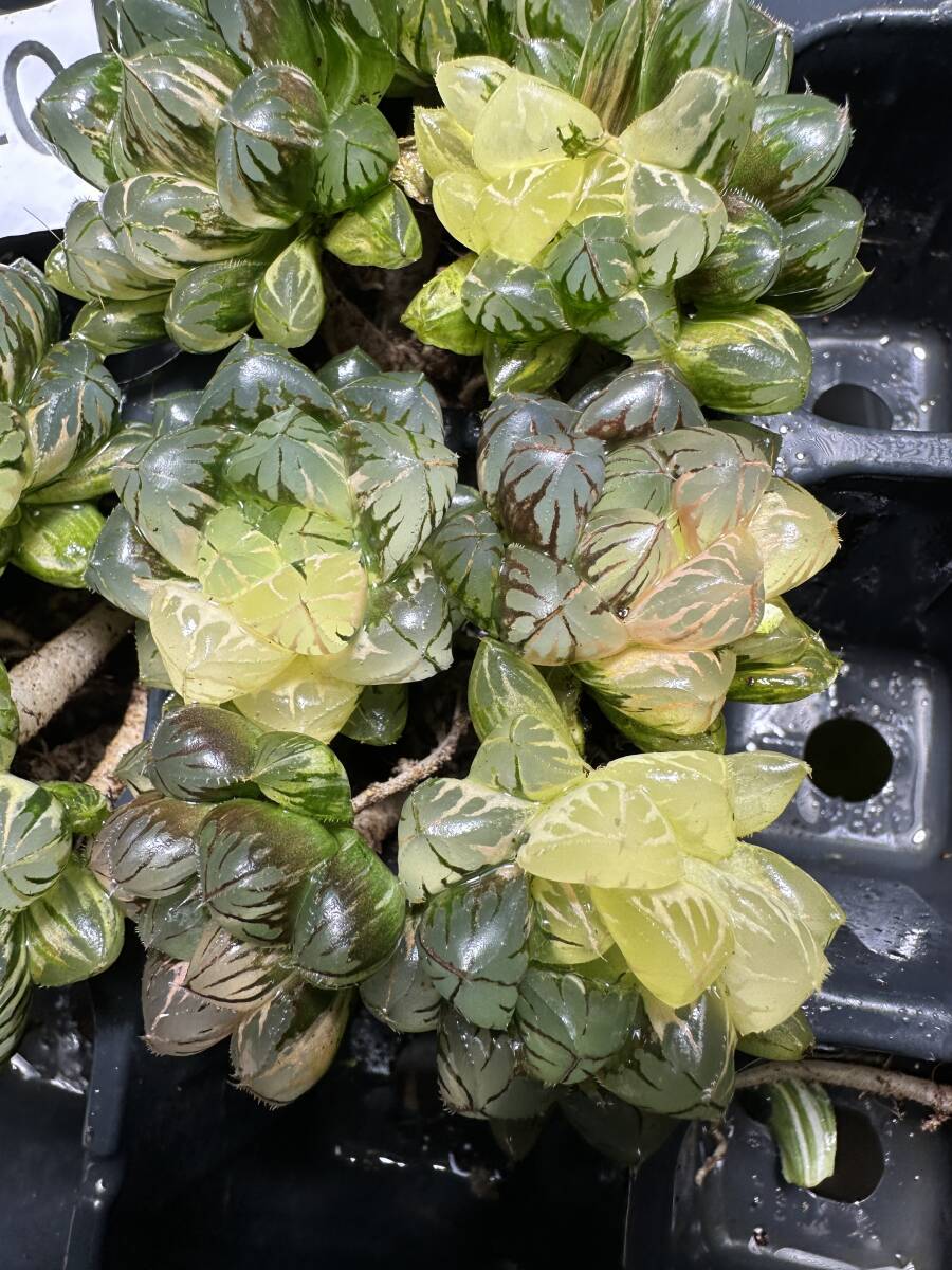 G40 多肉植物 ハオルチア ハオルシア 水晶灯 糊斑 斑入り 鮮明錦 極上