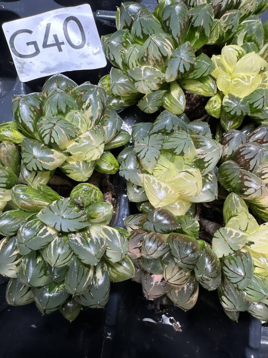 G40 多肉植物 ハオルチア ハオルシア 水晶灯 糊斑 斑入り 鮮明錦 極上