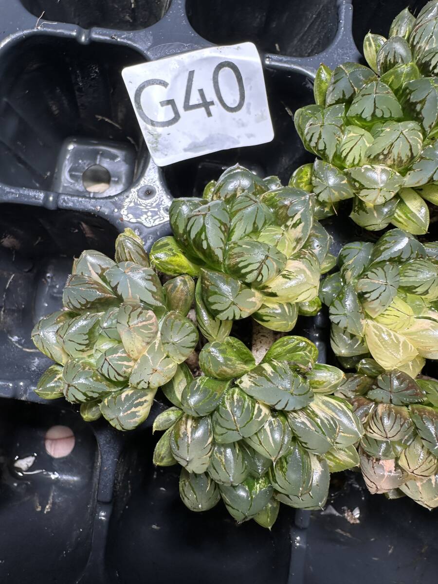 G40 多肉植物 ハオルチア ハオルシア 水晶灯 糊斑 斑入り 鮮明錦 極上