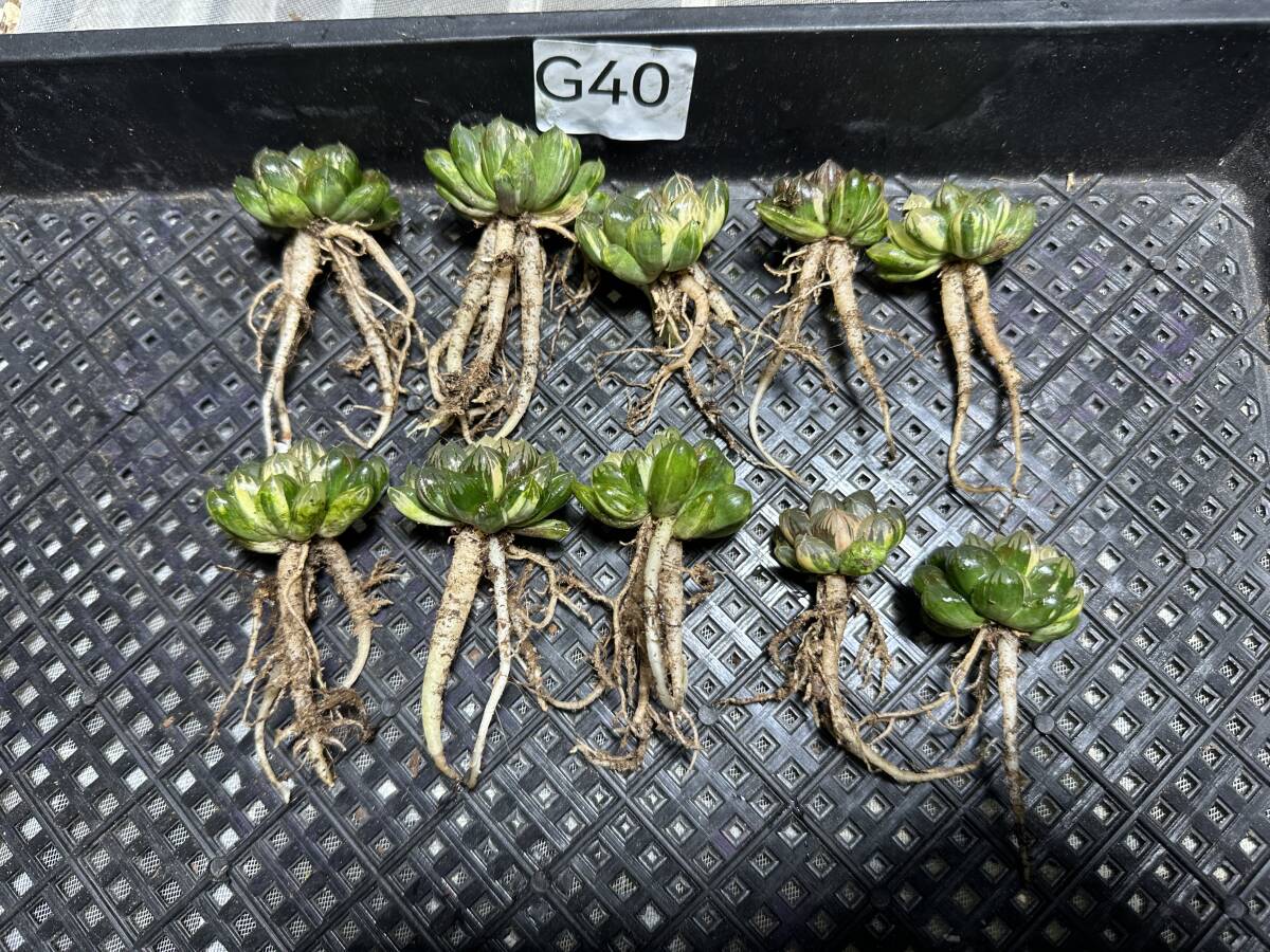 G40 多肉植物 ハオルチア ハオルシア 水晶灯 糊斑 斑入り 鮮明錦 極上