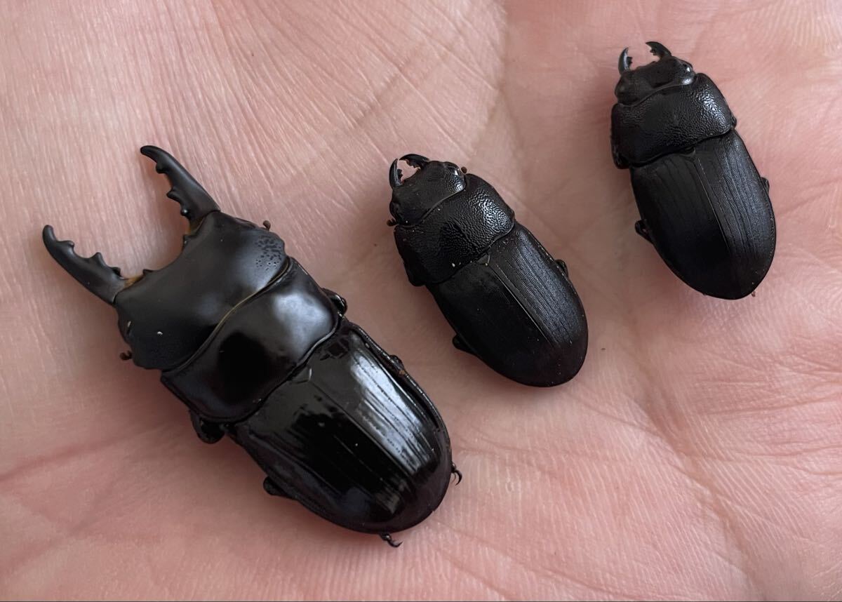 【TB42】ウッドフォードネブト 新成虫トリオ(1♂2♀) ウッドフォード ネブト_1