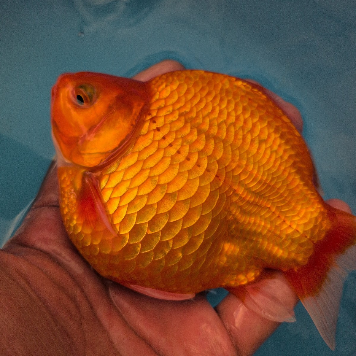 越後玉サバ】玉サバ普通鱗 ジャンボ当歳 14㎝ B-69☆藤たむら☆(金魚