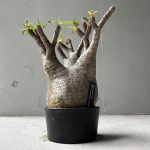 パキポディウム グラキリスの値段と価格推移は？｜2401件の売買データ