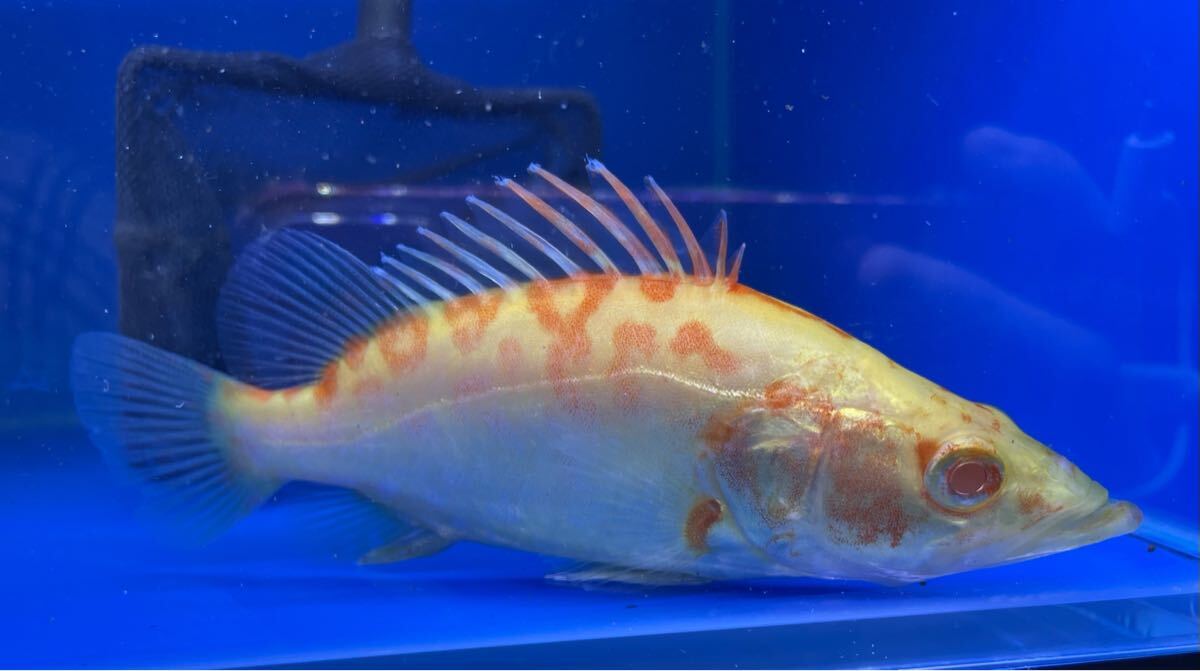 日本で唯一入荷！！！】アルビノチャイニーズパーチ 早い者勝ち 