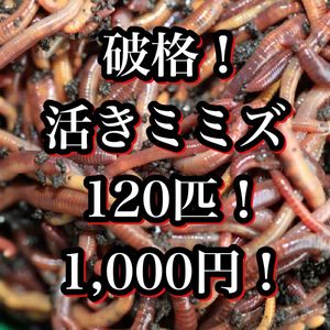 120匹1000円！ペットの餌 釣り餌に コンポストに抜群 ミミズ 生き餌 エサ 渓流釣り
