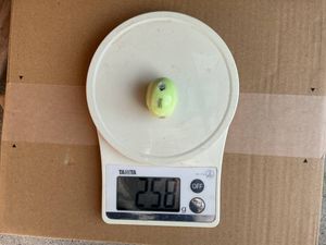 タイラバ　タングステン　260g　送料無料　