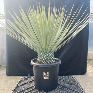 ロストラータの値段と価格推移は？｜159件の売買データから