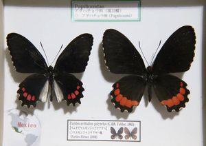 標本 ジャコウアゲハのYahoo!オークション(旧ヤフオク!)の相場・価格を