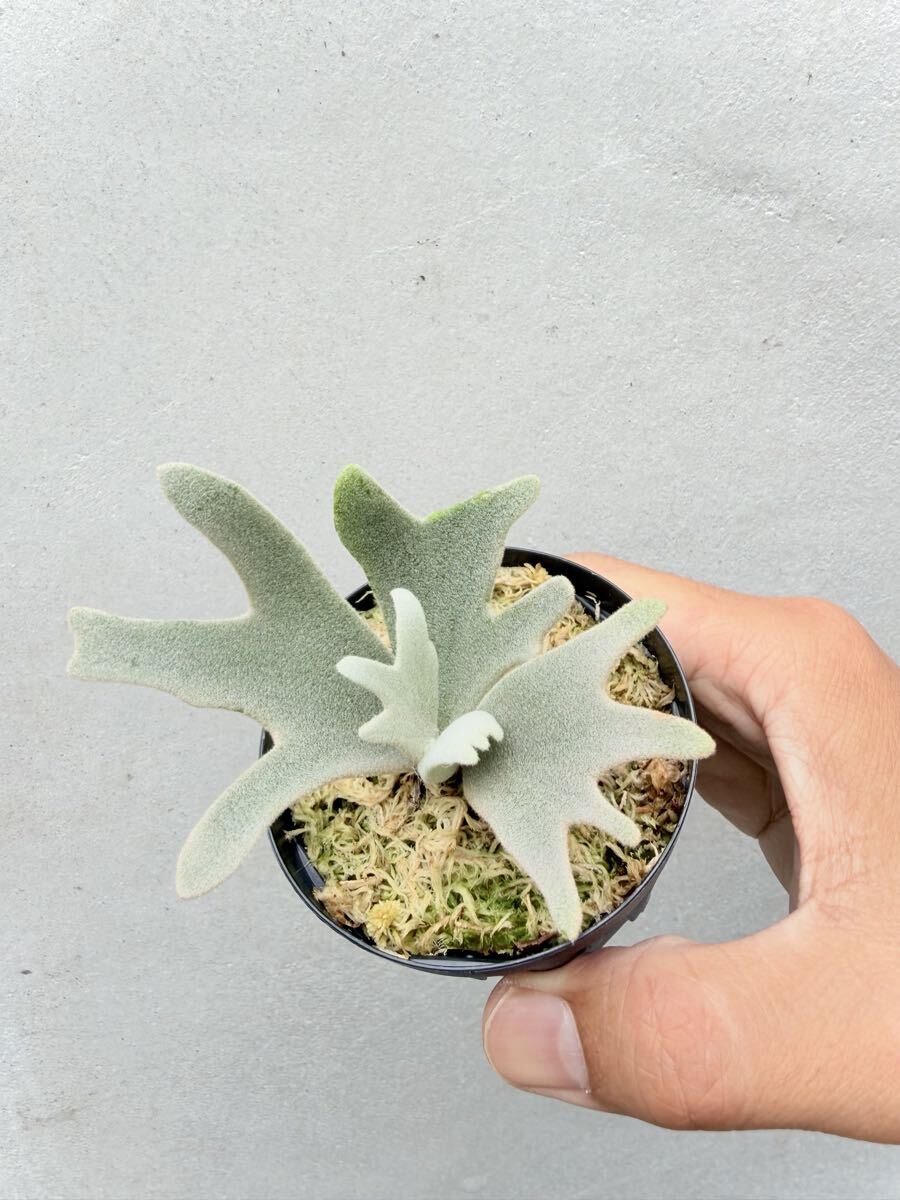 P. willinckii 'Dairy queen'× P. Willinckii 'Soho' spore grown